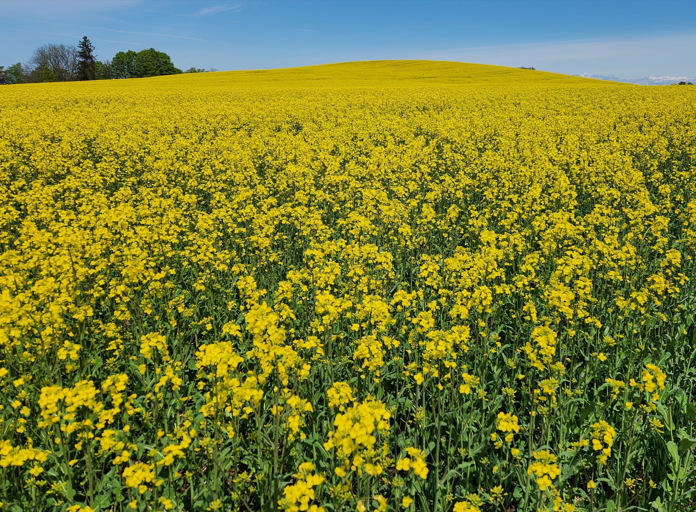 Ravenna Canola