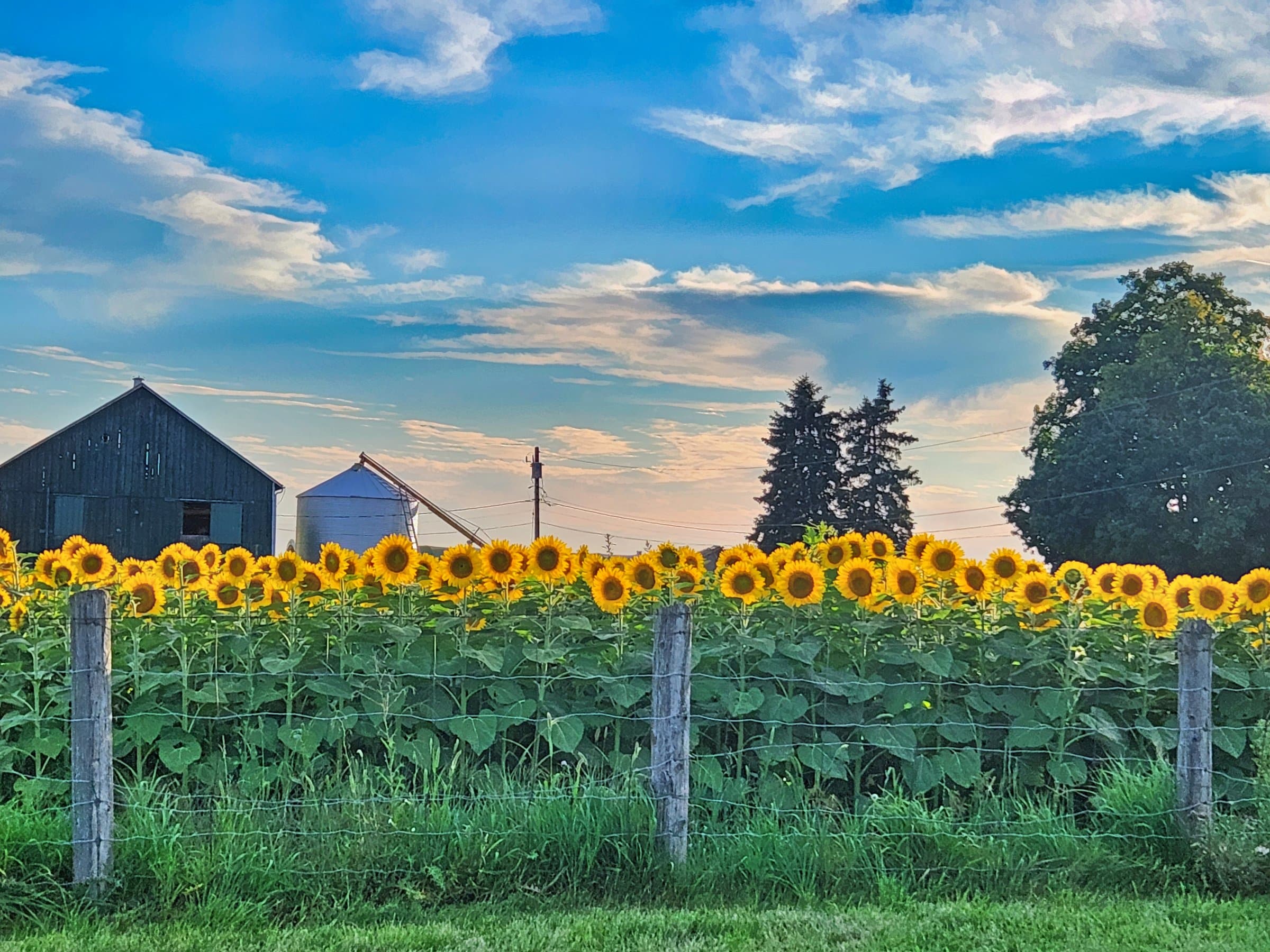 Local Farm