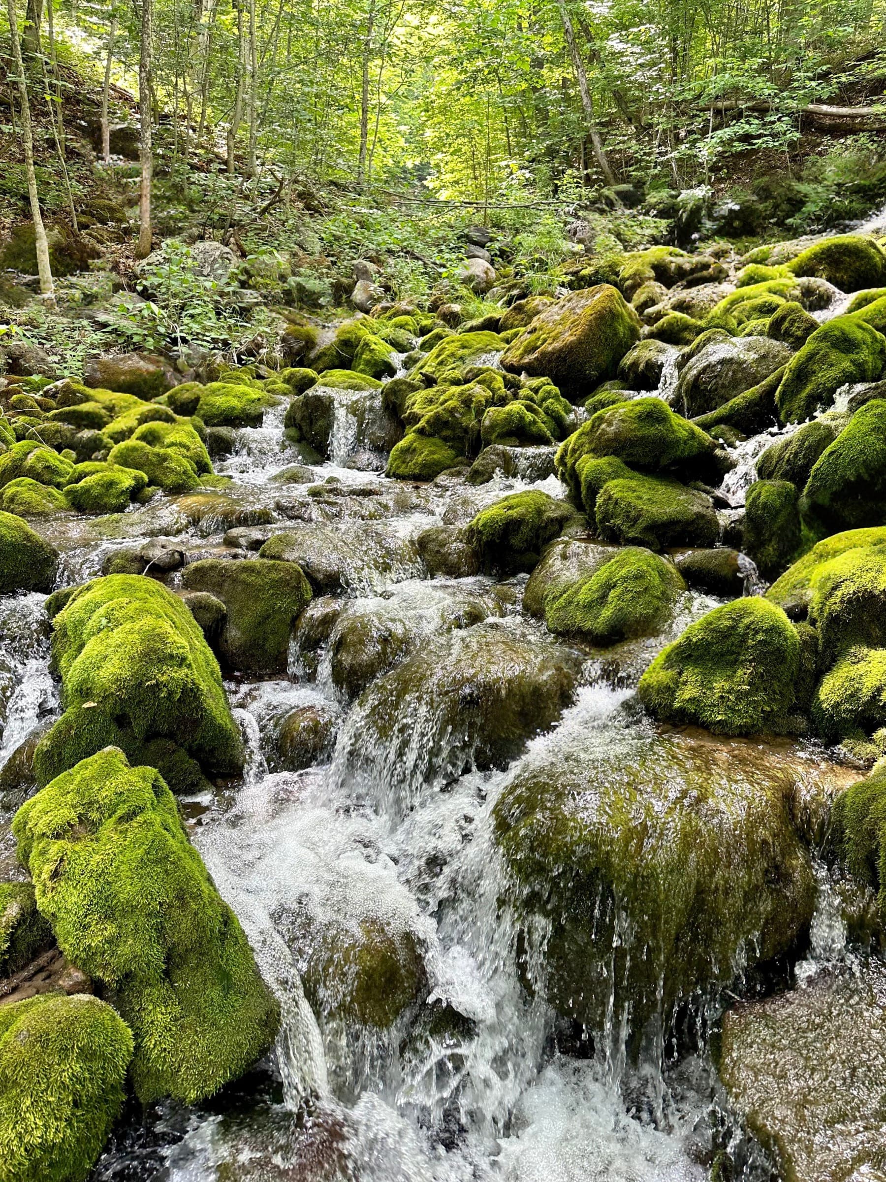 Bruce Trail in the Grey Highlands