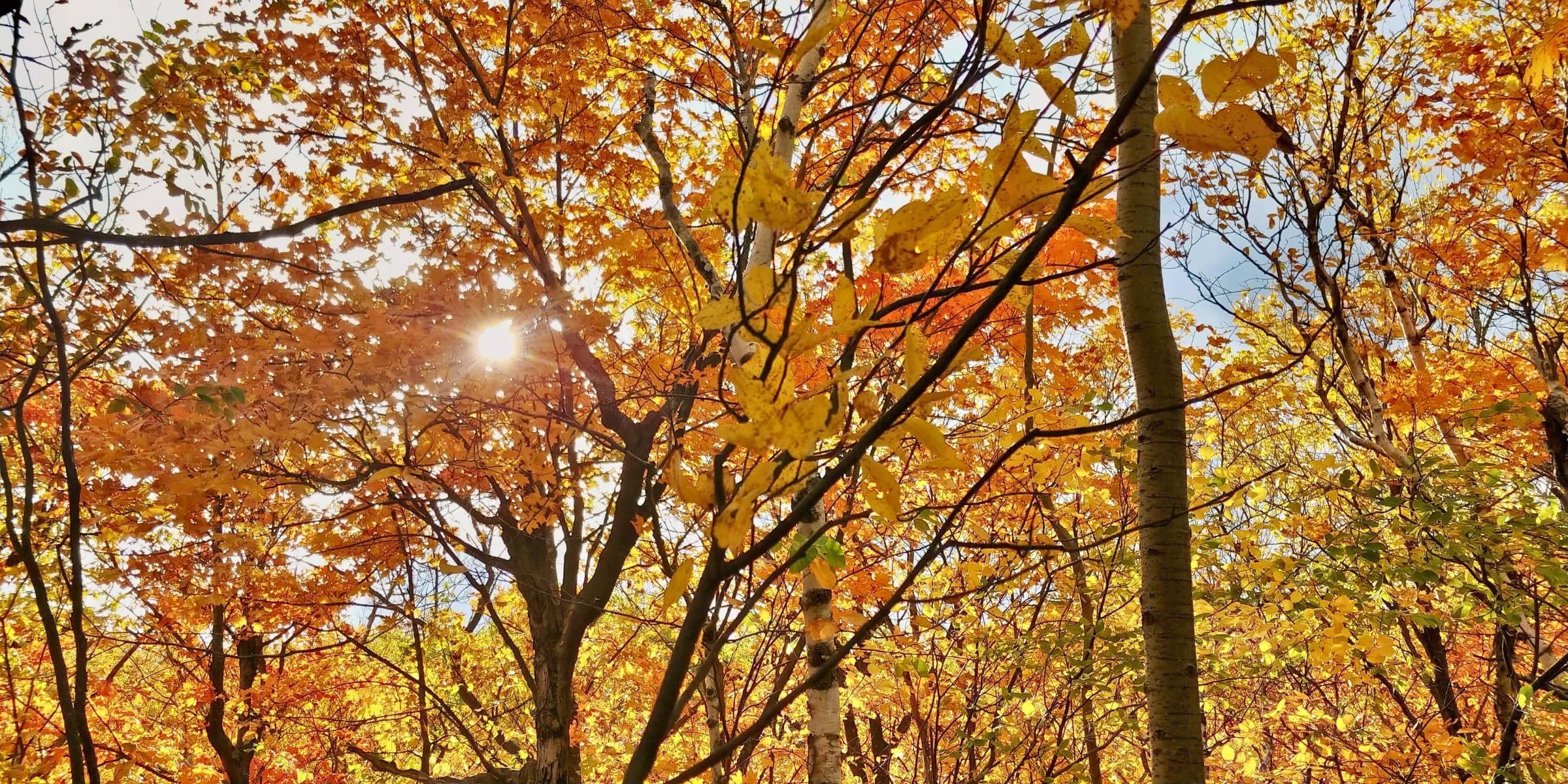 Autumn Canopy