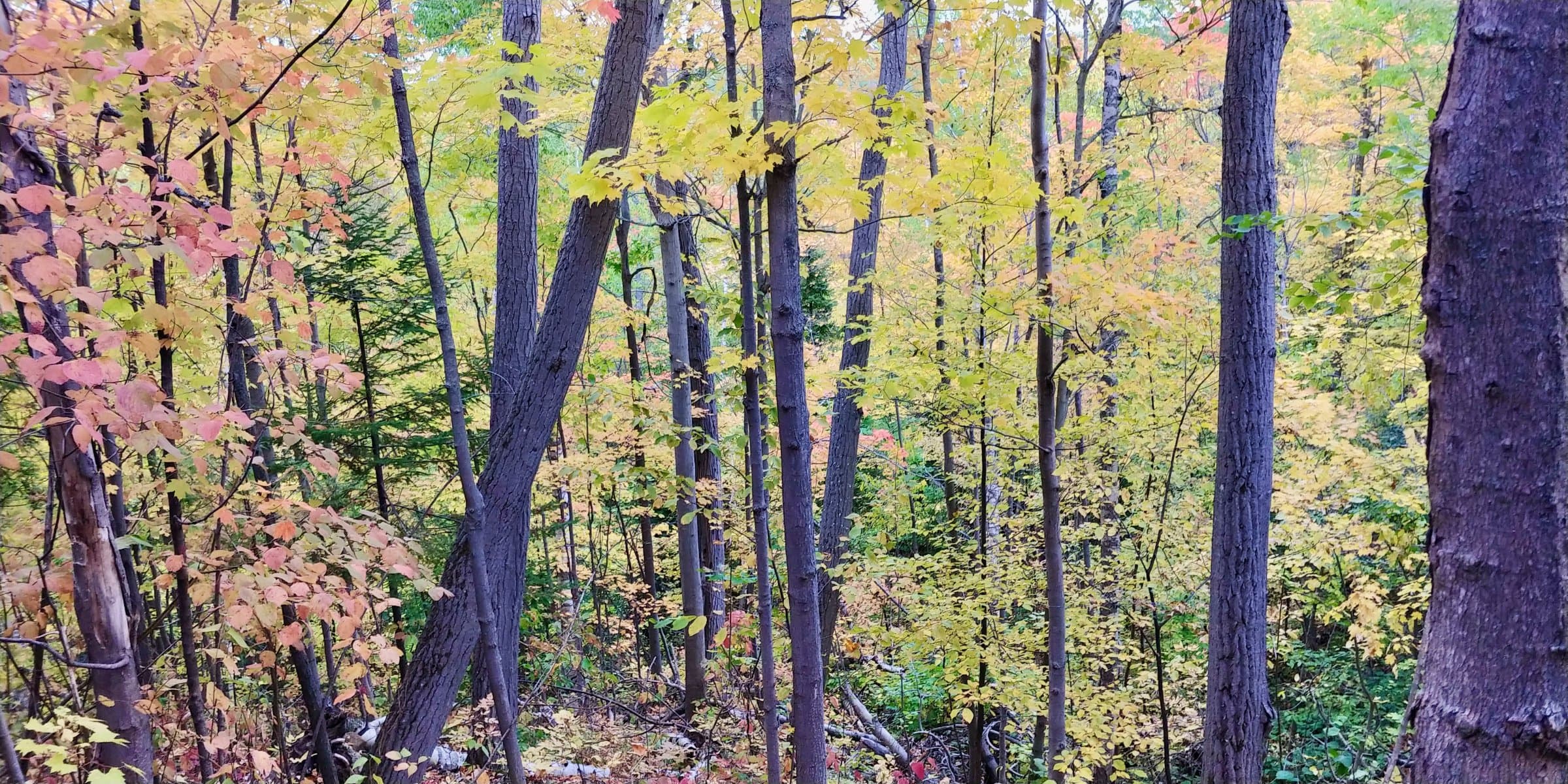 Blue Mountain Trail