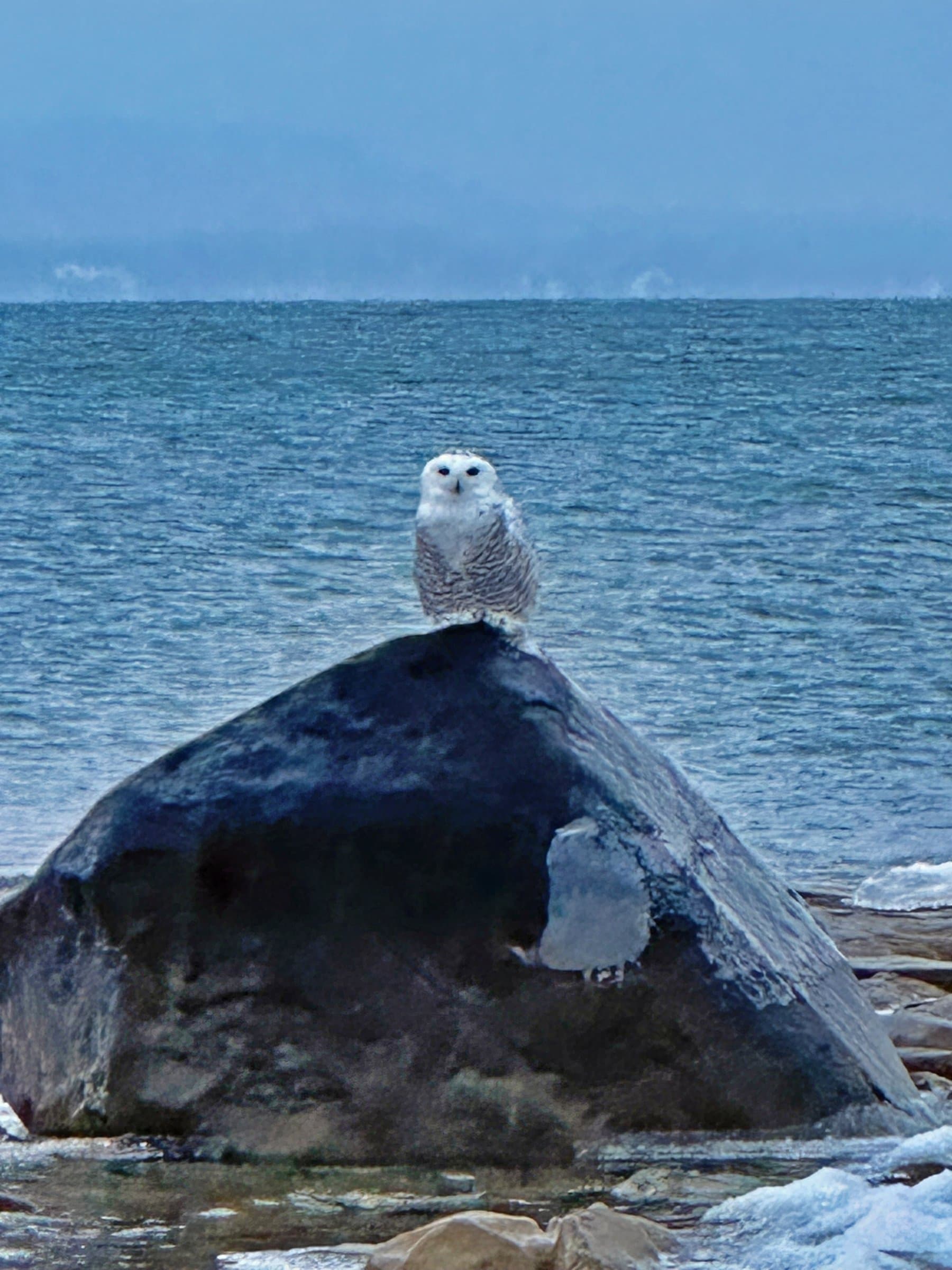Snowy Owl in Craigleith