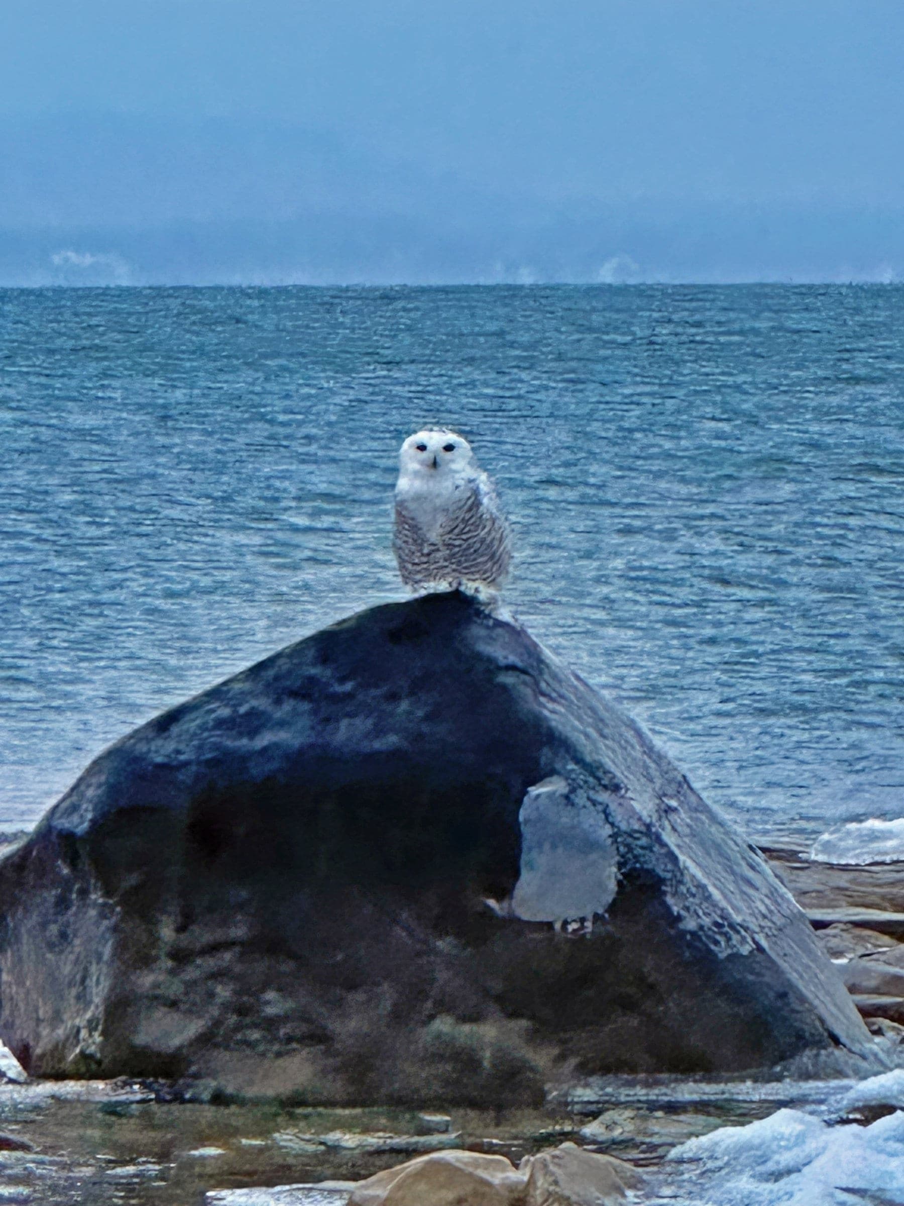 Snowy Owl in Craigleith